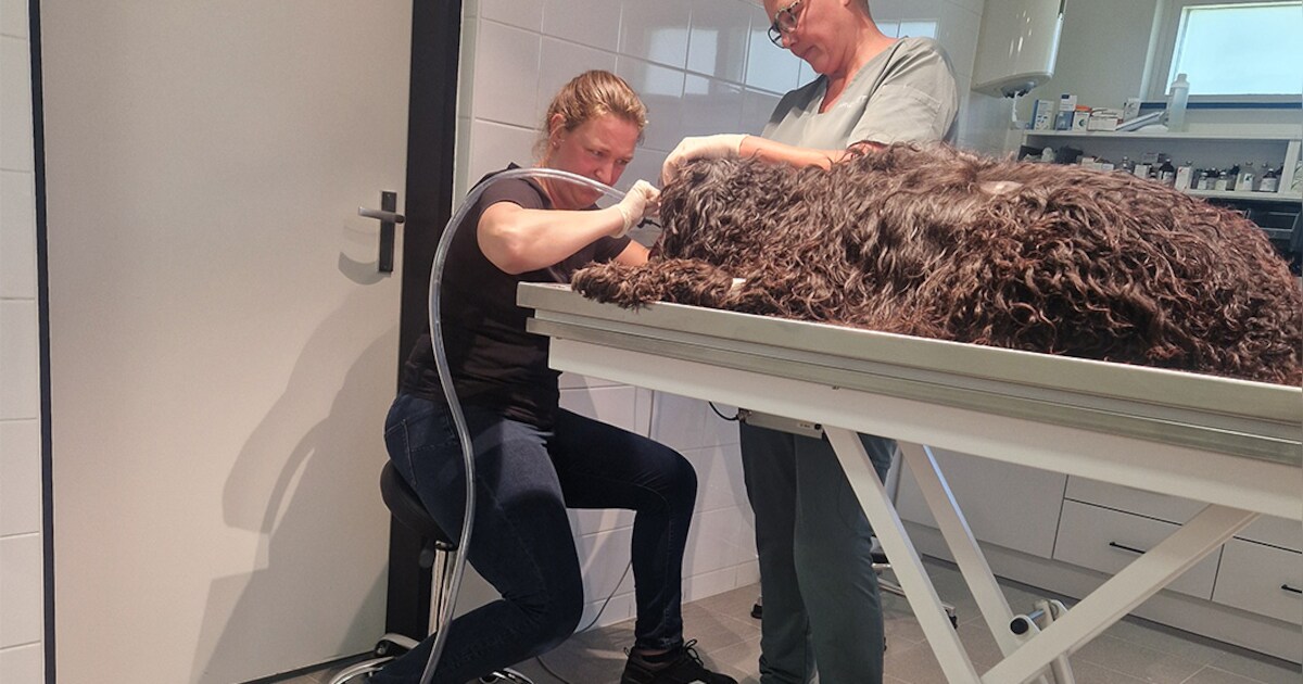 Door ingeslikte vishaak hangt leven van hond Django aan een zijden draadje: 'Te gevaarlijk om te ope