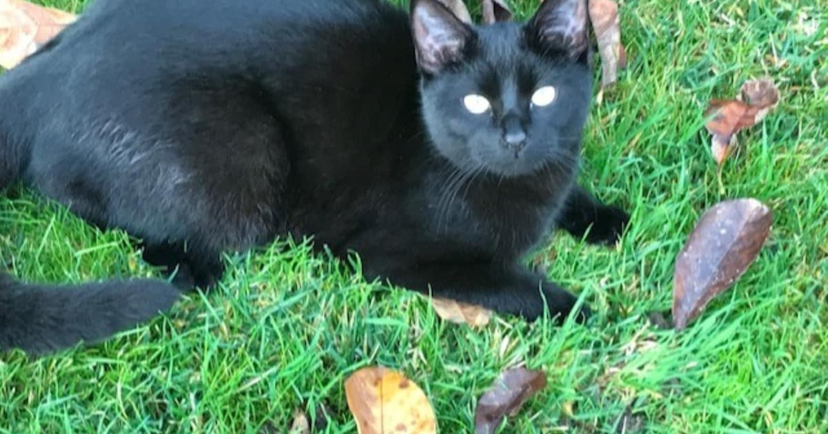 Heb jij Sophie of Bahgera gezien? Deze twee huisdieren worden in Terneuzen vermist