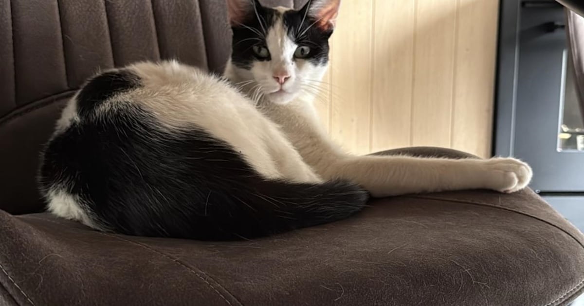 Heb jij James gezien? Dit huisdier wordt in Veere vermist