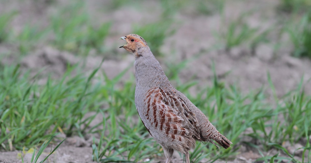 Typisch Zeeuwse boerenlandvogel dreigt te verdwijnen; zenderproject moet dat voorkomen