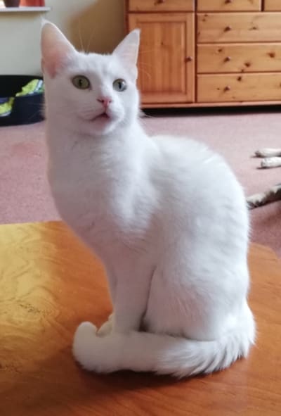 Heb jij Bowie gezien? Dit huisdier wordt in Schouwen-Duiveland vermist