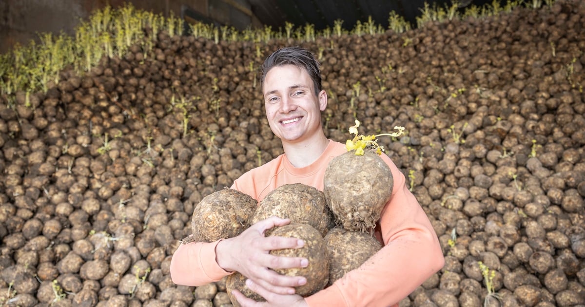 Voor 400.000 kilo knolselderij is het te laat, maar er valt in Rilland ...