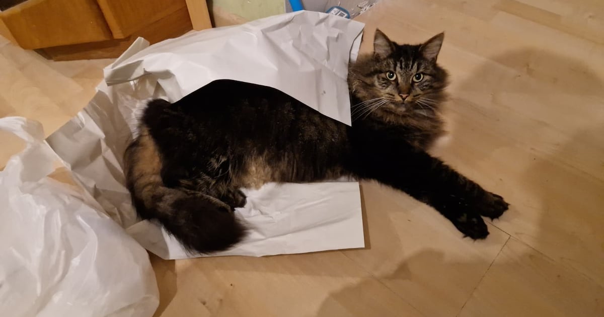 Heb jij Ronkie, Jimmy of Knapperd gezien? Deze zeven huisdieren worden in Veere vermist