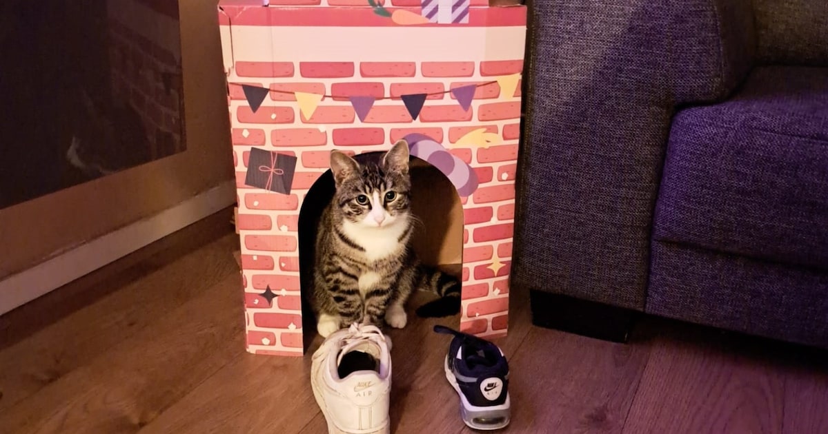 Heb jij Micky of Doerak gezien? Deze twee huisdieren worden in Vlissingen vermist