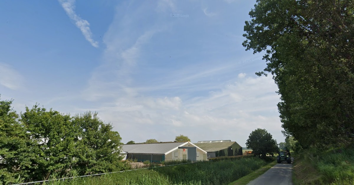 Kippenschuur met duizenden dieren verwoest door grote brand in Biervliet