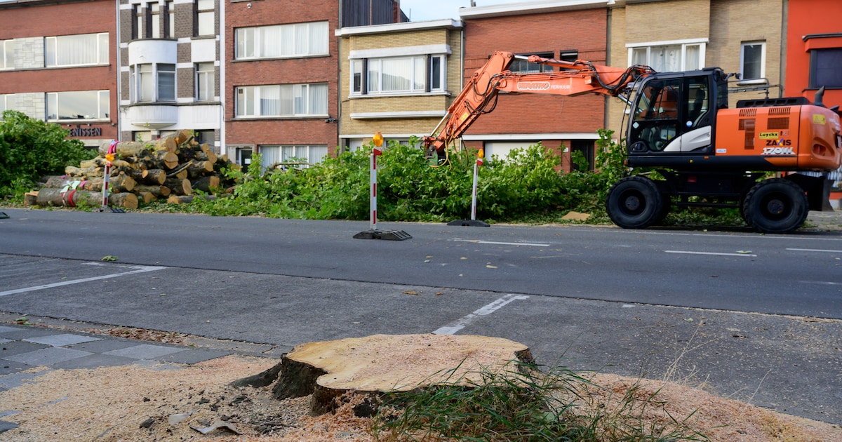 Na gecontesteerde bomenkap in Deurne-Zuid stuurt stad Antwerpen bomenplan bij