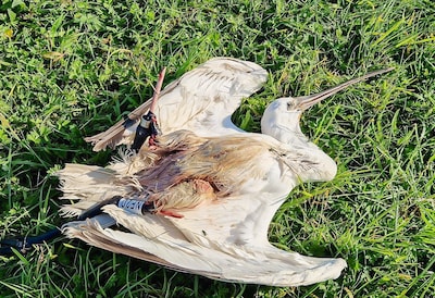 Ook Zeeuwse lepelaar Isa vindt de dood, vermoedelijk in de Westelijke Sahara