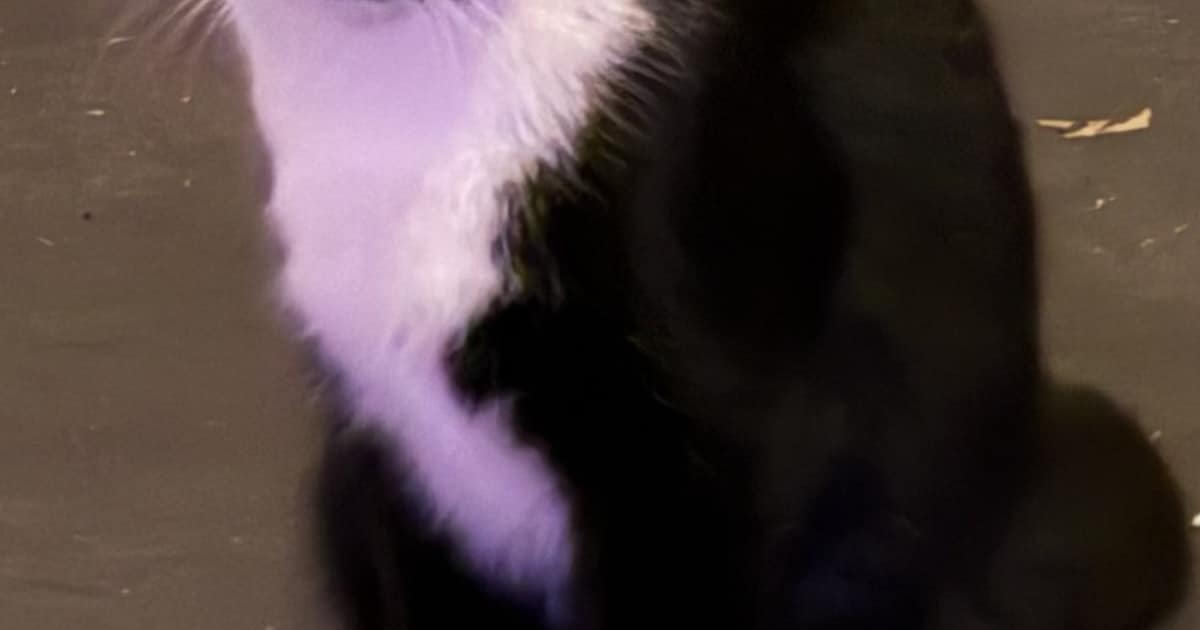 Heb jij Mylo of Maya gezien? Deze twee huisdieren worden in Terneuzen vermist