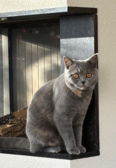 Heb jij Neeltje, Mollie of Toosje gezien? Deze vier huisdieren worden in Schouwen-Duiveland vermist