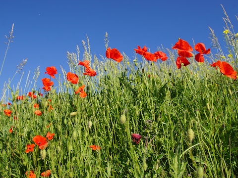 MIJN FOTO| Klaprozen in vol ornaat