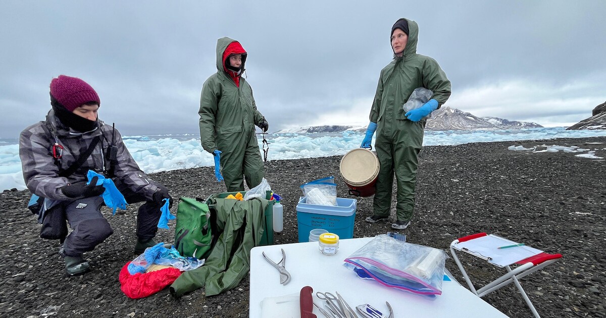 Vogelgrieponderzoeker Lineke terug uit Antarctica: ‘Die ramp is niet ...