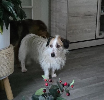 Heb jij Floris gezien? Dit huisdier wordt in Schouwen-Duiveland vermist