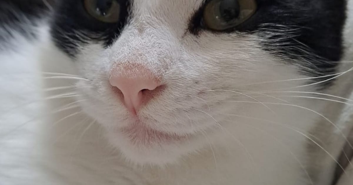 Heb jij Japie gezien? Dit huisdier wordt in Middelburg vermist