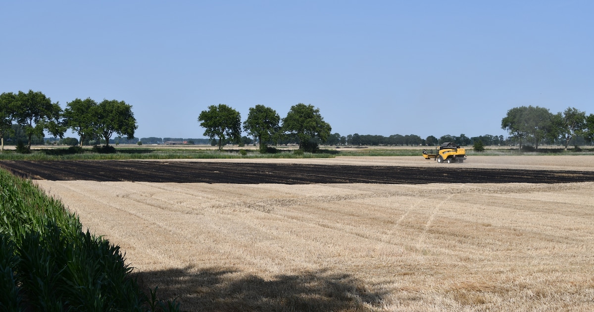 Perceel geoogste tarwe in brand in IJzendijke