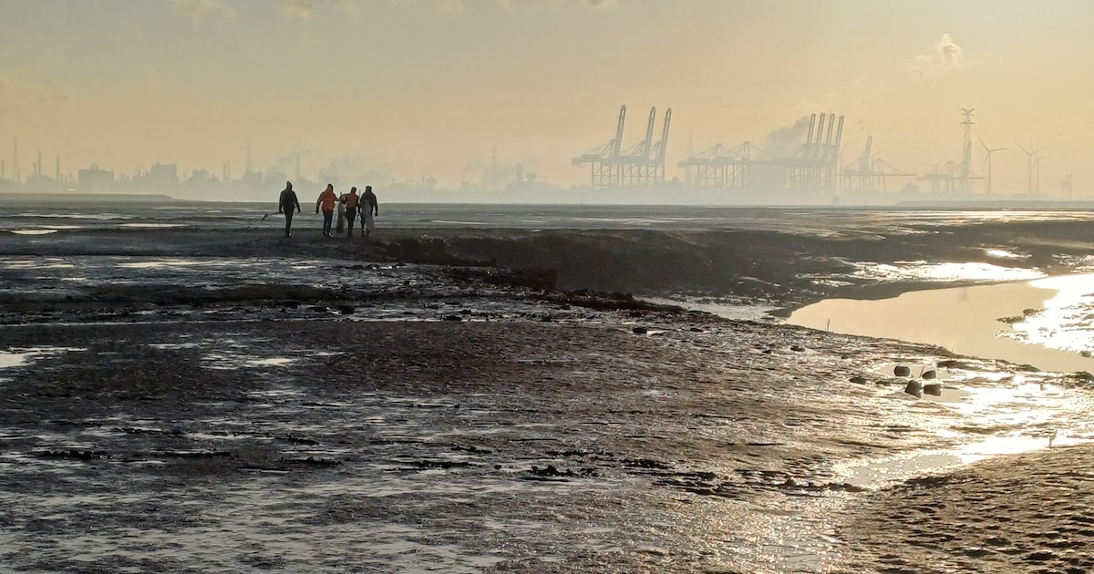 ‘De Westerschelde mag geen afvoerputje zijn’