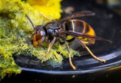 Schouwen-Duiveland trekt 700.000 euro uit voor strijd tegen Aziatische hoornaar: ‘Nu ingrijpen of het is verloren’