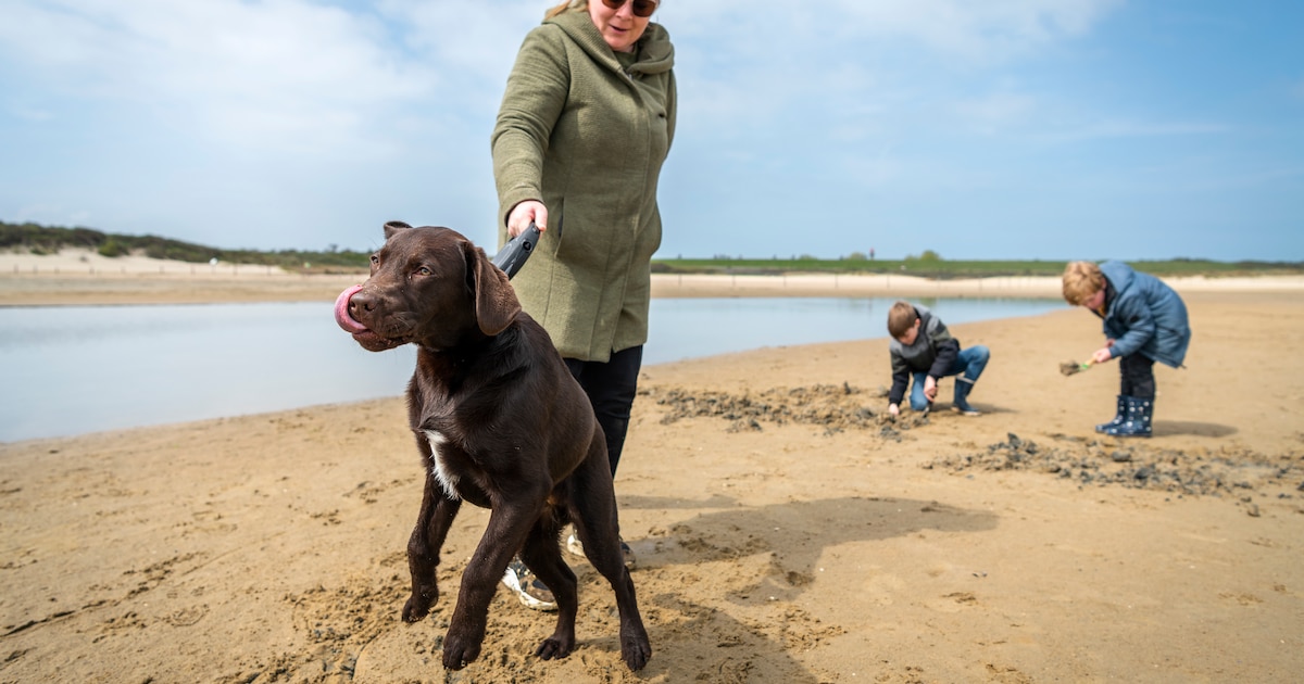 Zomerregels voor honden op stranden Vlissingen bekend