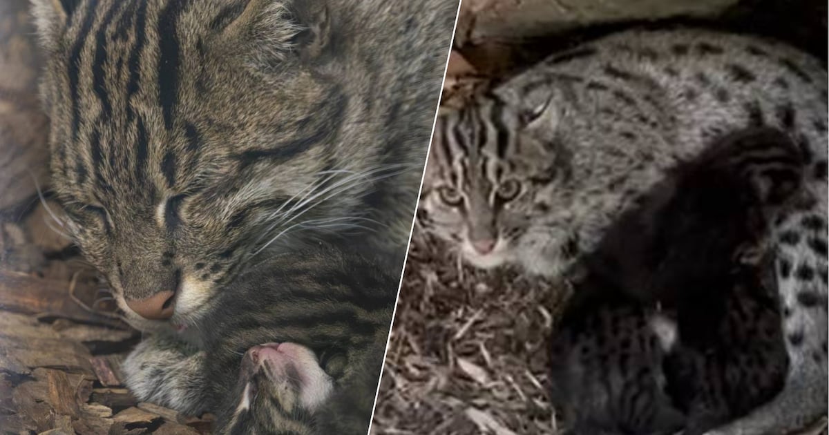 Blijdorp verwelkomt drie zeldzame vissende katten: bezoekers kunnen de jongen nu al zien