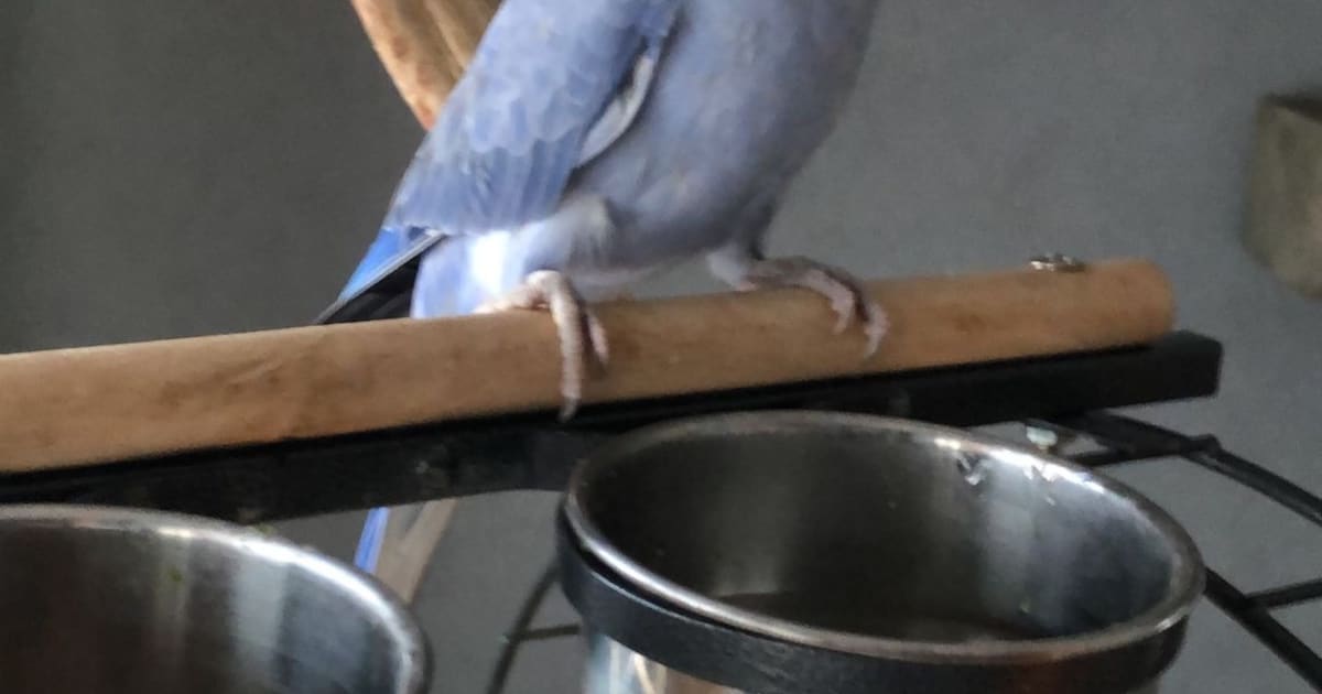 Heb jij Harrie gezien? Dit huisdier wordt in Reimerswaal vermist