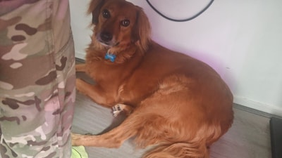 Heb jij Binkie of Toffee gezien? Deze twee huisdieren worden in Tholen vermist