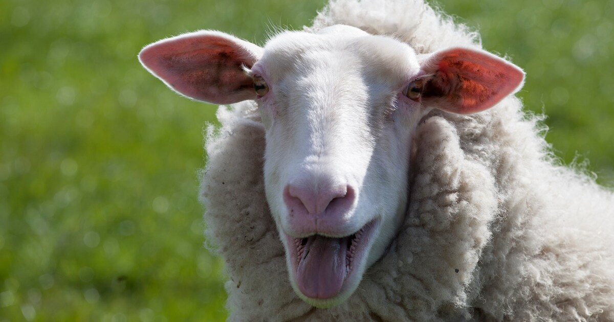 Schapen ontsnappen meerdere keren uit weiland en lopen op vluchtstrook A58 bij Lewedorp