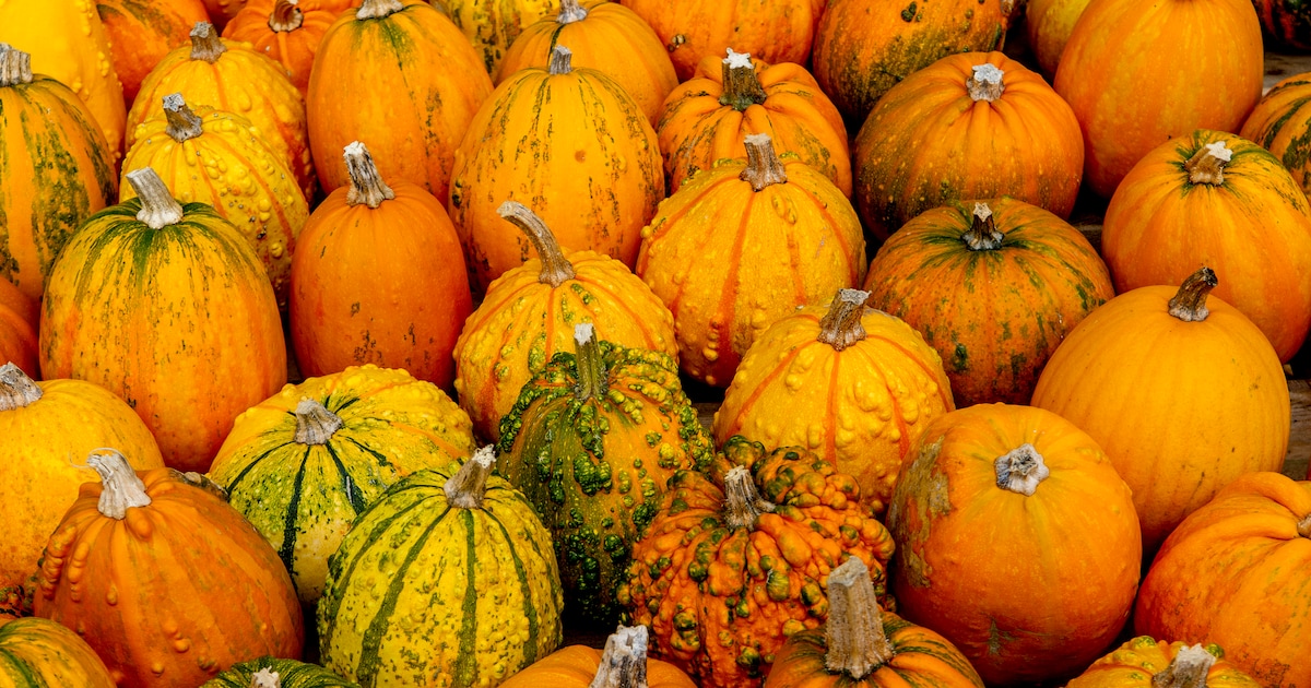 20 oktober: Open dag Pompoen Winkel Geersdijk
