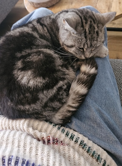 Heb jij Nala gezien? Dit huisdier wordt in Schouwen-Duiveland vermist