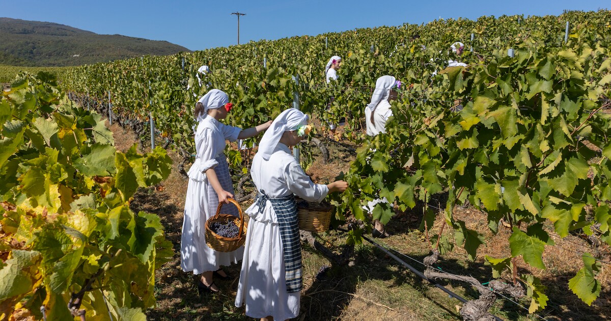 Onderzoekers waarschuwen: wijngaarden in Spanje, Frankrijk en Italië verdwijnen door droogte | Buite