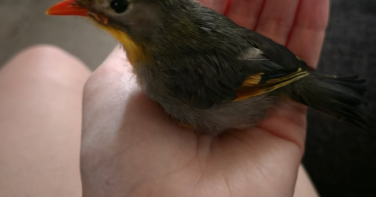 Heb jij Japanse Nachtegalen gezien? Dit huisdier wordt in Terneuzen vermist