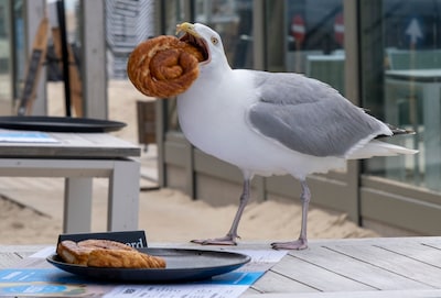 ‘Geniet van hun brutaliteit en vliegkunsten en bedenk: Meeuwen horen bij de Zeeuwen’