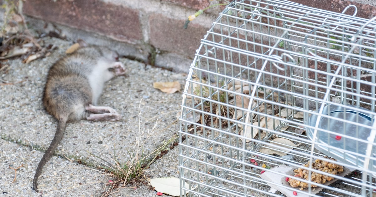 Verwaarloosde woning in IJzendijke vol ratten: buurtbewoners Slijpstraat zijn het helemaal zat