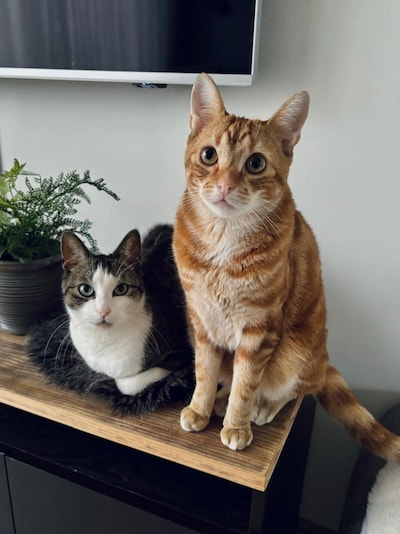 Heb jij Kokkie, Vier katten of Milo gezien? Deze drie huisdieren worden in Tholen vermist