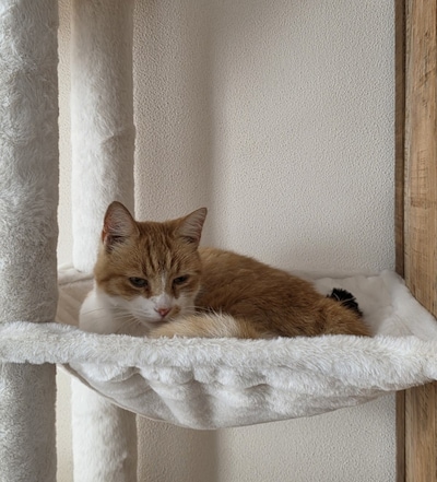 Heb jij Poezz, Oscar of Klaas gezien? Deze vier huisdieren worden in Schouwen-Duiveland vermist
