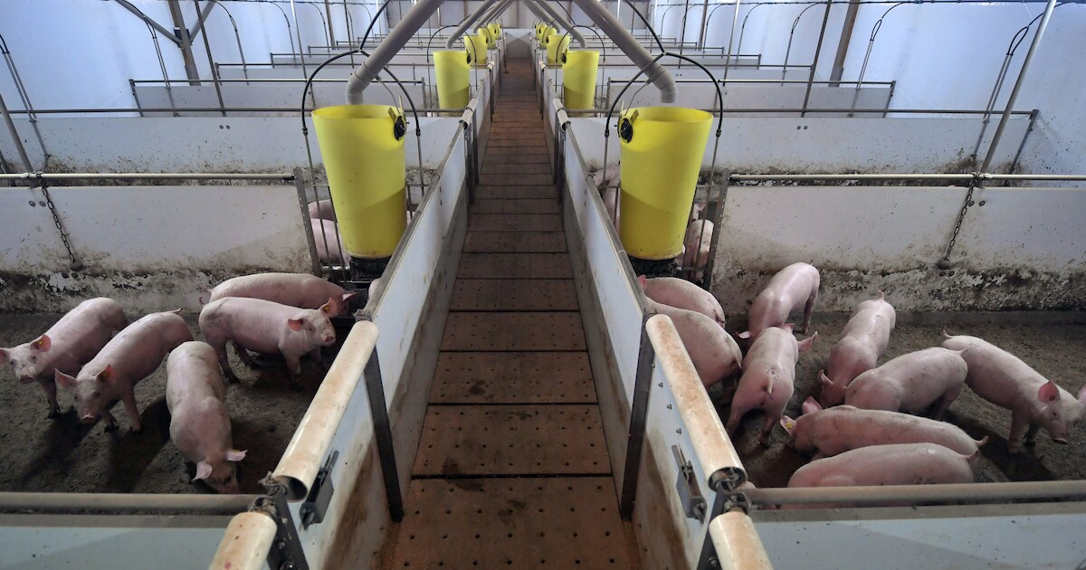 Varkensboeren Arie en Gert van Dam: ‘Vlees is goed voor het klimaat’