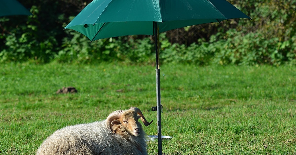 Provincie schiet hijgende schapen in de hitte te hulp na motie Partij voor de Dieren