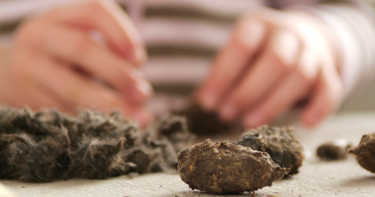 Braakballenpluizen bij Terra Maris in Veere: ontdek de geheimen van uilen en roofvogels