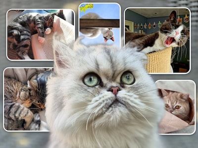 Het is Internationale Kattendag! Daarom zeten wij de poezen en katers van 20 PZC-lezers in de spotlights