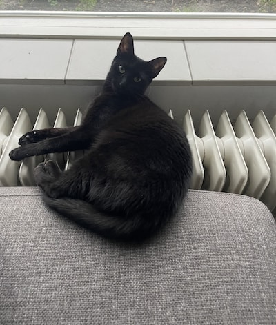 Heb jij Soereyya, Zeb of Coco gezien? Deze negen huisdieren worden in Schouwen-Duiveland vermist