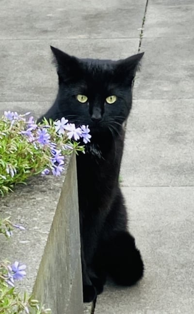 Heb jij Loetje gezien? Dit huisdier wordt in Tholen vermist