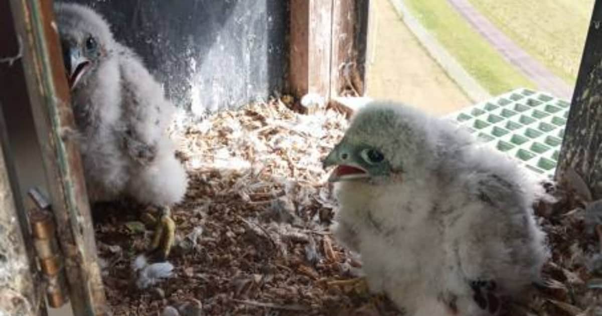 Slechtvalkjes geboren op Dow-terrein: wie verzint de leukste namen?
