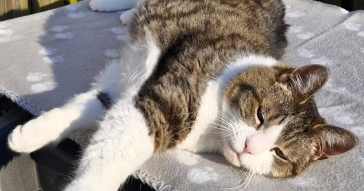 Heb jij Coco, Kees of Stormy gezien? Deze drie huisdieren worden in Reimerswaal vermist