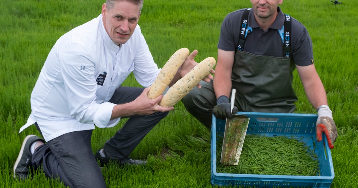Zuurdesembrood met zeekraal van de schorren in Kerkwerve
