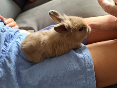Heb jij Puck gezien? Dit huisdier wordt in Tholen vermist