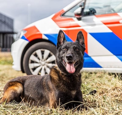 Gepensioneerde politiehond Zorro (12), die twee jaar geleden werd neergestoken in Middelburg, overle