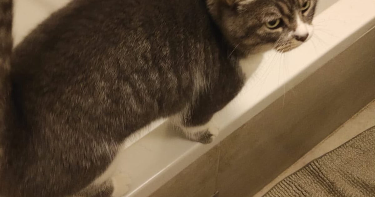 Heb jij Cami, Pampus of Mango gezien? Deze 7 huisdieren worden in Bergen op Zoom vermist