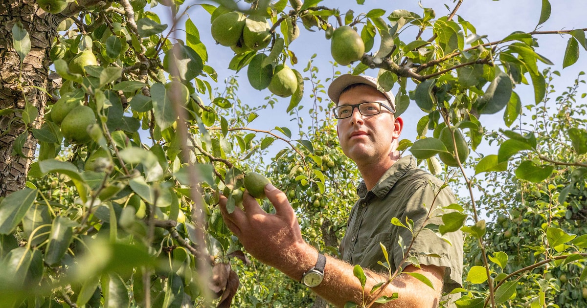 Veel te klein fruit door droogte: ‘terwijl er dagelijks zwembaden met zoet water in Schelde verdwijn