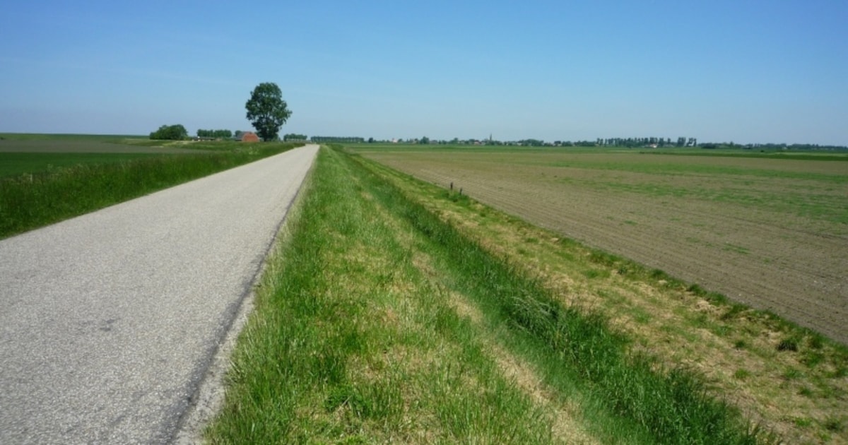 Ossenisse wijst varkensinvasie af