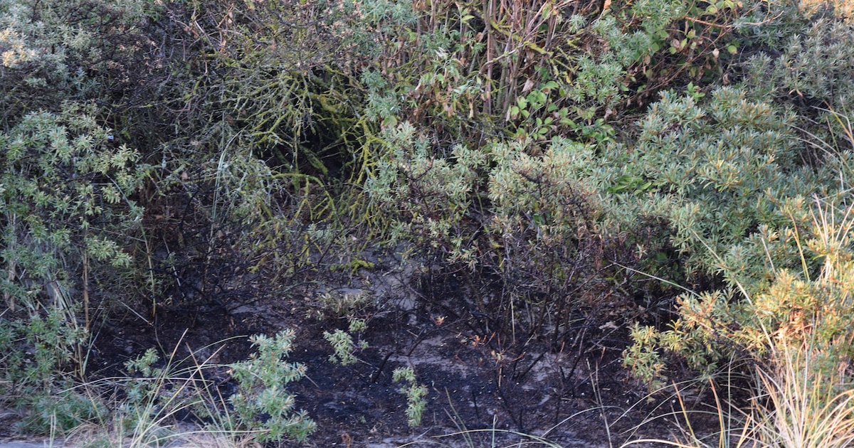 Grootschalige brandweeractie na melding van duinbrand in Burgh-Haamstede
