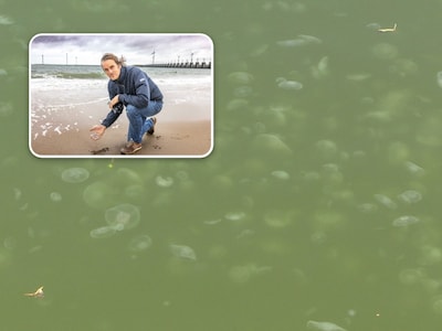 Honderden, misschien wel duizenden kwallen in Middelburgse wateren: ‘Hoge temperatuur, veel voedsel, snelle voortplanting’