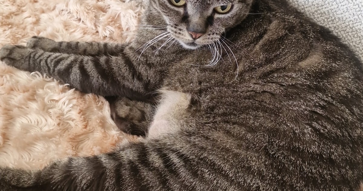 Heb jij Djaro, Noortje of Sky gezien? Deze drie huisdieren worden in Borsele vermist